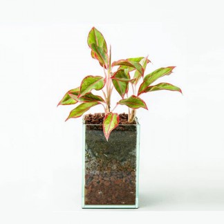 Aglaonema in glass planter
