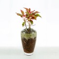 Aglaonema in glass vase