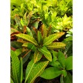 Codiaeum variegatum (Croton)