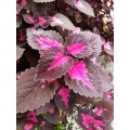 Coleus (Purple)