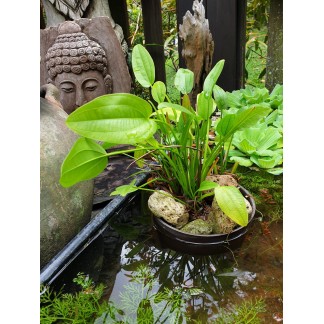 Echinodorus cordifolius