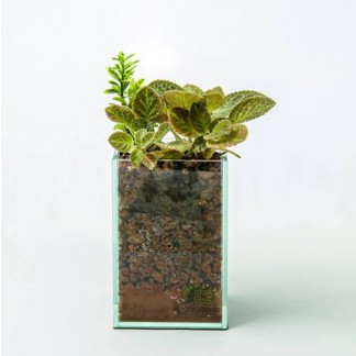 Episcia in glass planter