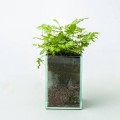Fern in glass planter