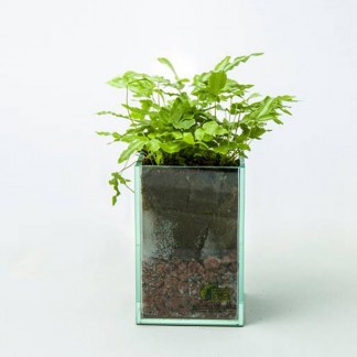 Fern in glass planter