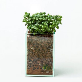 Pilea nummulariifolia (Bubble plant) in glass planter