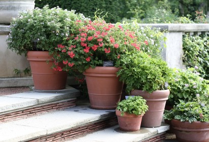 Pots & Planters