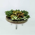 Table top planters