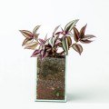Tradescantia zebrina (wandering jew) in glass planter